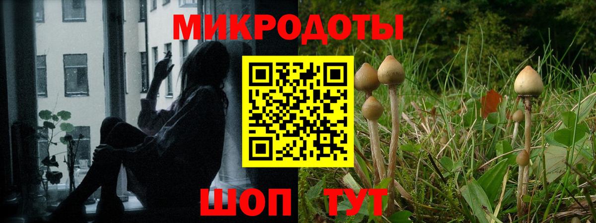 Псилоцибиновые грибы Cubensis Новороссийск